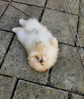 Photo №2 to announcement № 143396 for the sale of pomeranian - buy in Serbia 