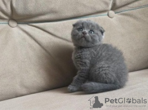 Photo №1. scottish fold - for sale in the city of Munich | 264$ | Announcement № 120386