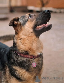 Photo №3. Kai, a young domestic dog looking for a home. Russian Federation