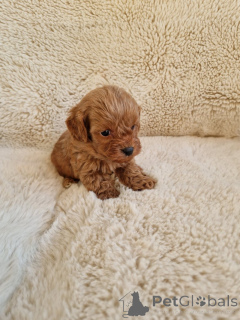 Photo №2 to announcement № 155650 for the sale of non-pedigree dogs - buy in United States private announcement