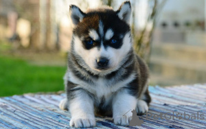 Photo №3. Siberian Husky Puppies for sale. Germany