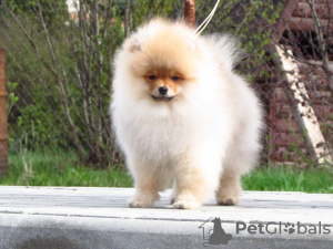 Photo №1. pomeranian - for sale in the city of Minsk | 270$ | Announcement № 99757