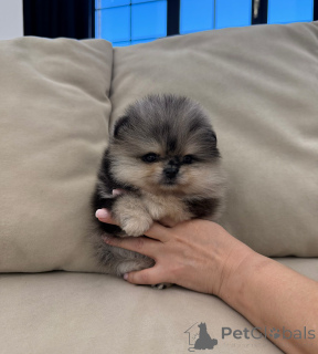 Photo №1. pomeranian - for sale in the city of Berlin | negotiated | Announcement № 157600