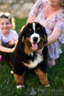 Photo №2 to announcement № 112195 for the sale of bernese mountain dog - buy in Serbia breeder