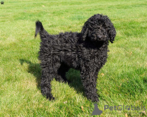 Photo №1. poodle (toy) - for sale in the city of Frisco | 650$ | Announcement № 63525