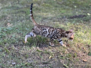 Photo №1. bengal cat - for sale in the city of Boston | negotiated | Announcement № 36694