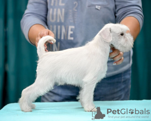 Photo №3. Miniature Schnauzer puppy. Belarus