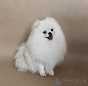 Photo №1. pomeranian - for sale in the city of Vilnius | negotiated | Announcement № 41540