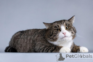 Photo №4. I will sell  in the city of Khimki. private announcement - price - Is free