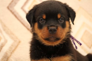 Additional photos: High breed Rottweil puppies