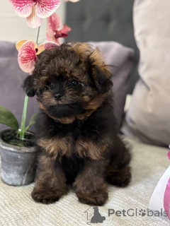 Photo №2 to announcement № 135181 for the sale of pomeranian - buy in Germany private announcement, from nursery, breeder