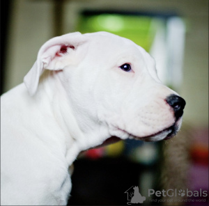 Additional photos: Dogo argentino puppies. Documents, tests, vaccinations, brands.