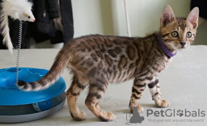 Photo №1. bengal cat - for sale in the city of Sofia | negotiated | Announcement № 97211