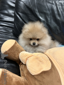 Photo №3. Puppies. Belgium