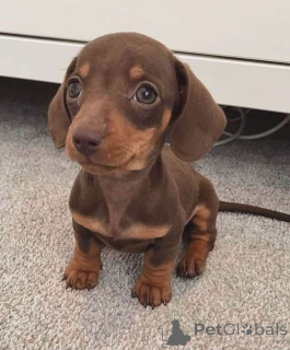 Photo №2 to announcement № 168396 for the sale of dachshund - buy in Switzerland breeder