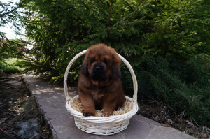 Photo №2 to announcement № 6637 for the sale of tibetan mastiff - buy in Russian Federation 