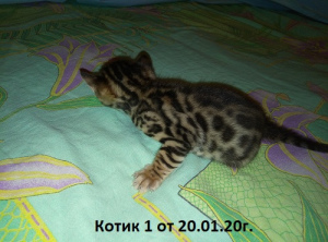 Photo №4. I will sell bengal cat in the city of Москва. from nursery - price - 333$