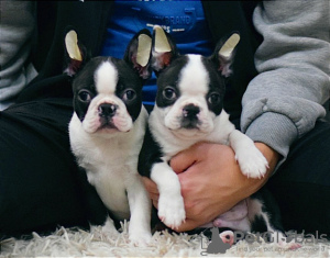 Photo №1. boston terrier - for sale in the city of Москва | 946$ | Announcement № 17875