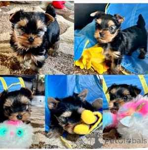 Photo №3. Male and female Yorkie puppies for sale. Germany
