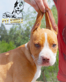 Photo №1. american pit bull terrier - for sale in the city of Kamenskoe | negotiated | Announcement № 6873
