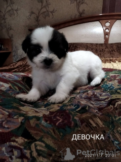 Photo №2 to announcement № 8675 for the sale of shih tzu - buy in Ukraine private announcement