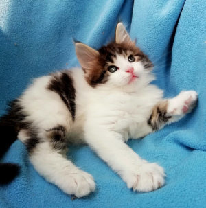 Photo №2 to announcement № 6144 for the sale of maine coon - buy in Russian Federation from nursery, breeder