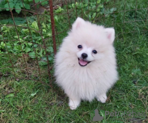 Photo №1. german spitz - for sale in the city of Belgrade | negotiated | Announcement № 105980