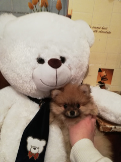 Photo №2 to announcement № 1187 for the sale of pomeranian - buy in Belarus private announcement