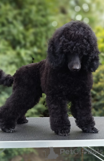 Photo №2 to announcement № 167827 for the sale of  - buy in Hungary from nursery, breeder