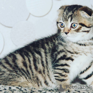 Photo №1. scottish fold - for sale in the city of St. Petersburg | 240$ | Announcement № 7659