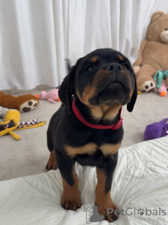 Photo №1. rottweiler - for sale in the city of BeauFort | negotiated | Announcement № 179017