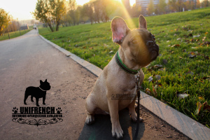 Photo №3. French Bulldog Puppies. Russian Federation