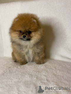 Photo №3. UPDATE**** on Pomeranian 4 LEFT AS OF 08/07 WILL BE UPDATED DAILY. Germany