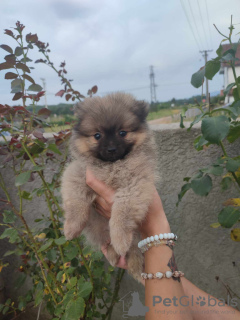 Photo №2 to announcement № 60942 for the sale of pomeranian - buy in Serbia private announcement