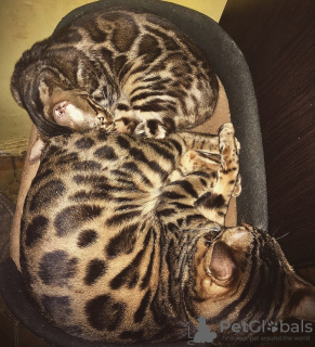 Additional photos: Bengal kitten