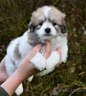 Photo №1. coton de tulear - for sale in the city of Alajärvi | negotiated | Announcement № 164412