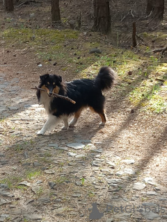 Photo №1. shetland sheepdog - for sale in the city of Skalice u České Lípy | negotiated | Announcement № 142647