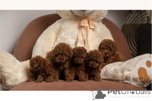 Photo №1. poodle (toy) - for sale in the city of Bachka-Palanka | negotiated | Announcement № 168688