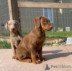 Photo №2 to announcement № 163860 for the sale of dobermann - buy in Austria private announcement, breeder