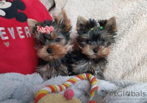 Photo №1. yorkshire terrier - for sale in the city of Stockholm | negotiated | Announcement № 113168