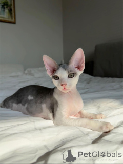 Photo №1. devon rex - for sale in the city of Berlin | negotiated | Announcement № 154285
