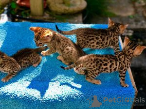 Photo №1. bengal cat - for sale in the city of Strömsund | Is free | Announcement № 48516