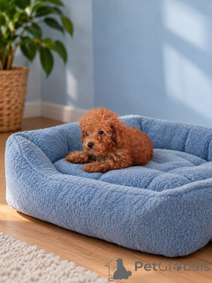 Photo №1. poodle (toy) - for sale in the city of Zrenjanin | negotiated | Announcement № 176760