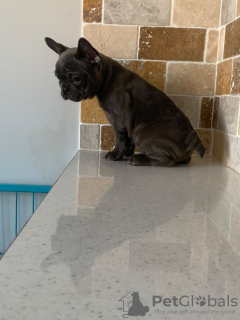 Photo №1. french bulldog - for sale in the city of Duisburg | 402$ | Announcement № 99338