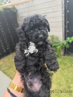 Photo №2 to announcement № 177896 for the sale of poodle (toy) - buy in Germany breeder