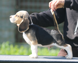 Photo №1. beagle - for sale in the city of Minsk | 662$ | Announcement № 2908
