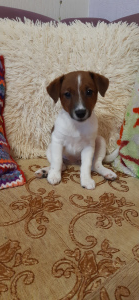 Photo №3. Puppy (female) Jack Russell Terrier. Russian Federation