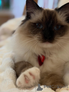 Photo №3. A ray of sunshine wrapped in fur meet Sunny, the Labradoodle who turns every day. Luxembourg