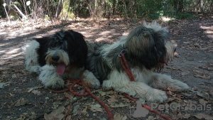 Additional photos: Puppy Polish Lowland Sheepdog Puppy - Polish Lowland Sheepdog FCI