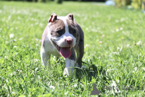 Photo №4. I will sell american bully in the city of Ramenskoye. from nursery - price - 2029$